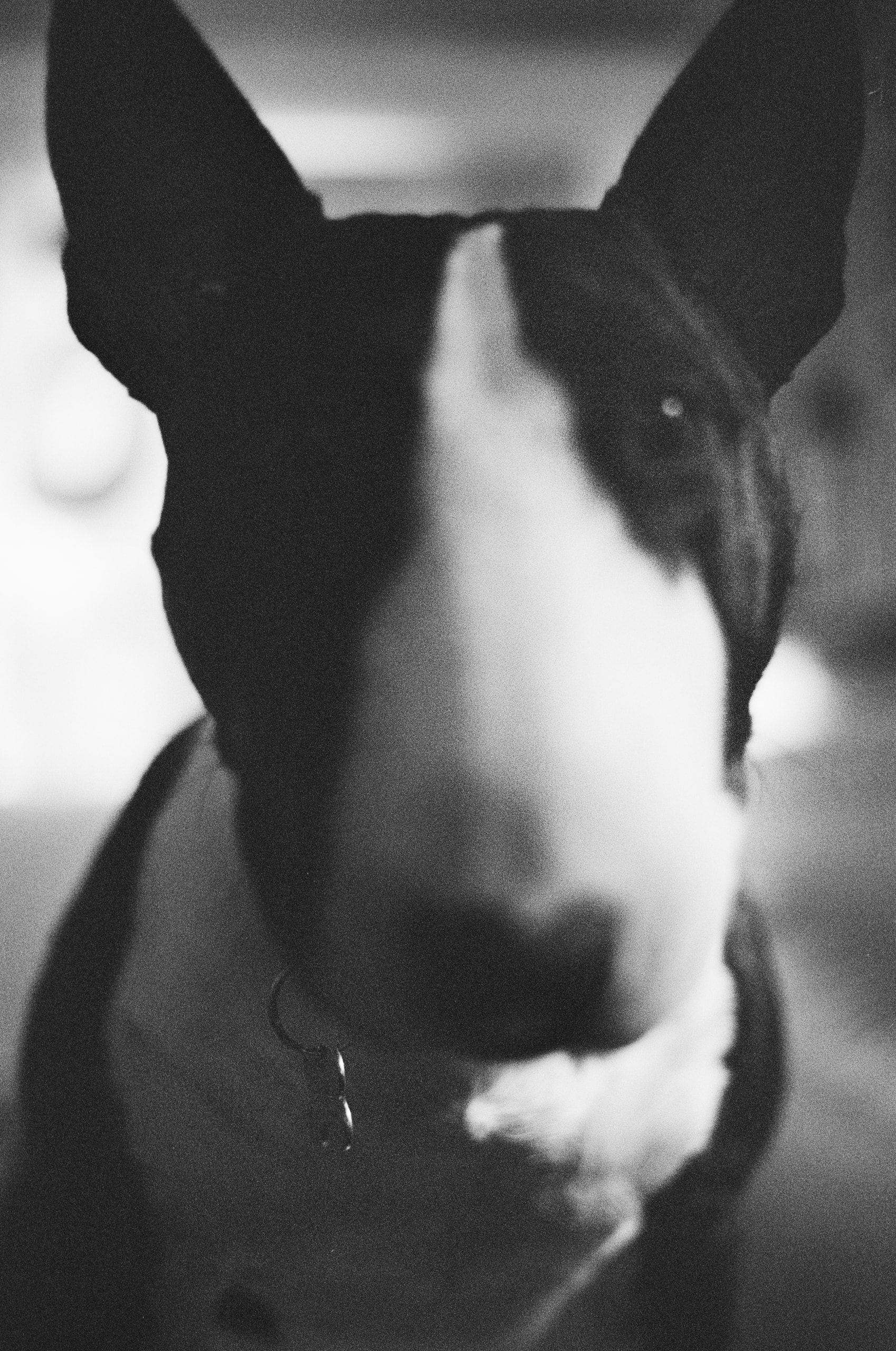 Vince